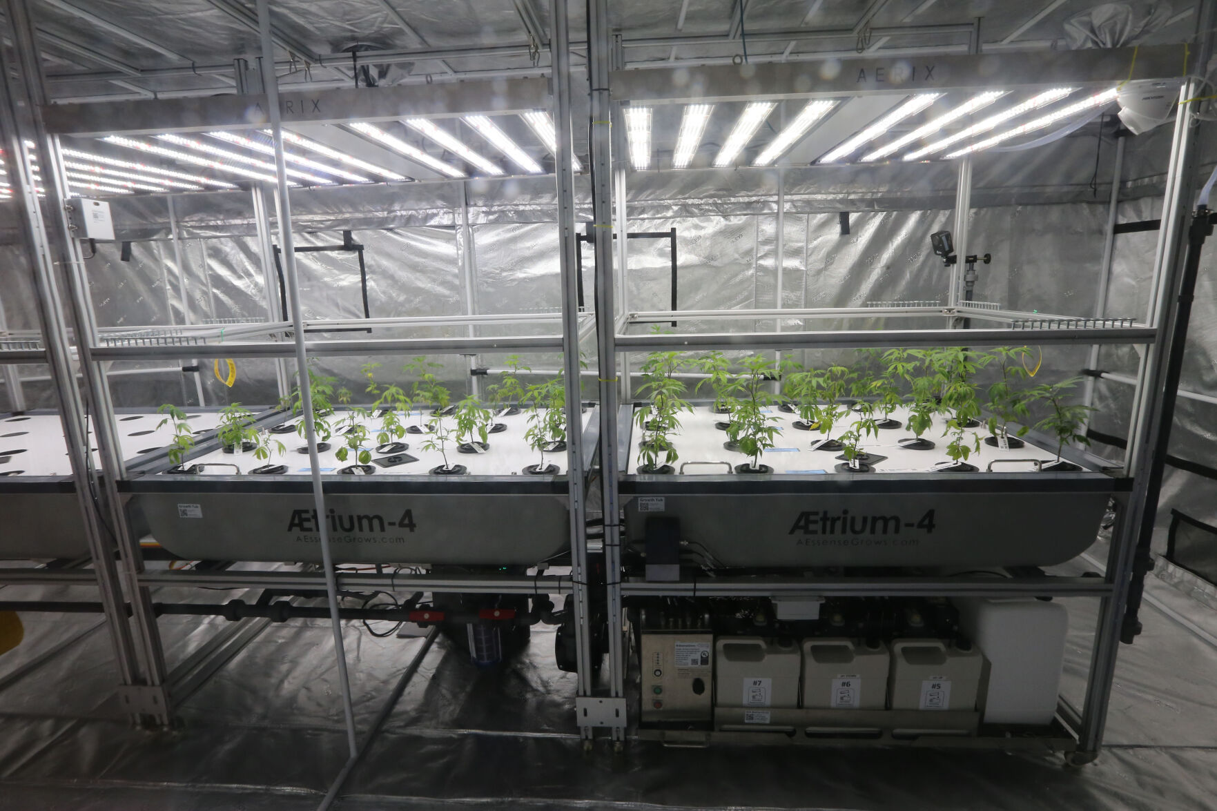 PHOTO GALLERY: Inside look at Arvin marijuana dispensary, delivery service 420 Kingdom